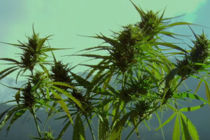 Innovation Shares launches thematic cannabis ETF on NYSE Arca