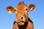 Pacer unveils first ‘Cash Cows’ bond ETF