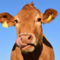 Pacer unveils first ‘Cash Cows’ bond ETF