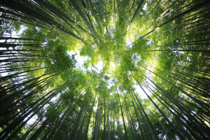 Emerge debuts three sustainable equity ETFs