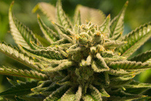 Roundhill makes changes to US cannabis ETF