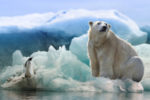 Carbon Collective debuts ‘climate solutions’ ETF