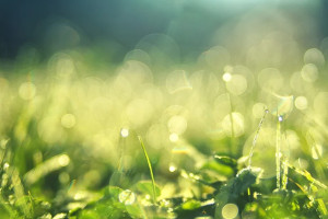 ESG Semi-transparent ETFs