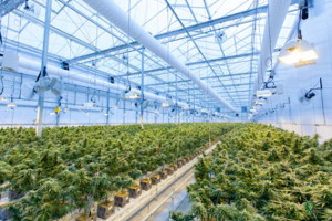 ETFMG launches leveraged cannabis ETF