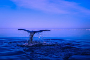 Newday Impact debuts Ocean Health ETF